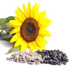 Семена подсолнечника, Адванта, Хайсан 158 ИT, под евролайтинг (Hysun 158 IT)