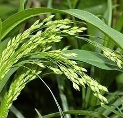 Семена просо, Витрыло, Элита