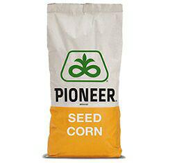 купить Семена кукурузы, Pioneer, P8816, ФАО 300