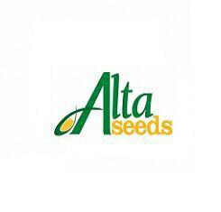 Семена Сорго, Адванта, Бианка, Белое