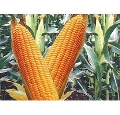 Семена кукурузы, Патриция, ФАО 300
