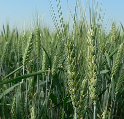 купить Озимая пшеница КОЛОНИЯ, Лимагрейн, 1 Репродукция