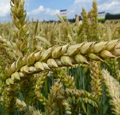 купить Озимая пшеница ДОГМАР, Лимагрейн, 1 Репродукция