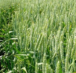 купити Озима пшениця КУБУС, Австрія, 1 Репродукція