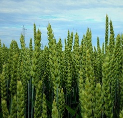 купить Озимая пшеница МУЛАН, Австрия, 1 Репродукция