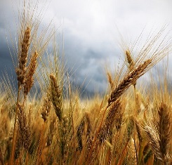 купить Озимая пшеница, Краснодарская Селекция, МАРКИЗ, 1 Репродукция