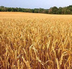 озимая пшеница краснодарская селекция