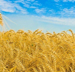 купить Озимая пшеница, Краснодарская Селекция, ТАНАИС, 1 Репродукция