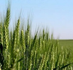 Озима пшениця, Краснодарська селекція, СТАНИЧНАЯ, 1 Репродукція