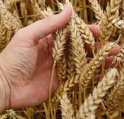 купить Озимая пшеница, Краснодарская Селекция, ДОНСКАЯ ЮБИЛЕЙНАЯ, 1 Репродукция