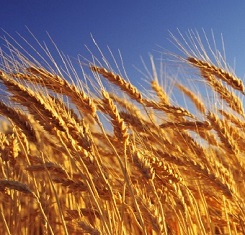 озимая пшеница ермак 1