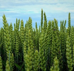 купить Озимая пшеница, Краснодарская Селекция, АНТОНИНА, Элита