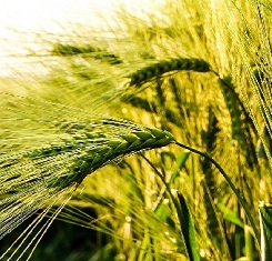 купить Озимая пшеница, Краснодарская Селекция, ЛИДИЯ, 1 Репродукция