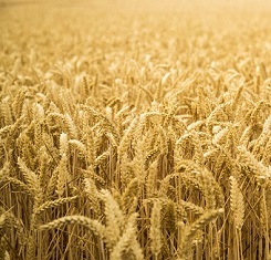 купить Озимая пшеница, Краснодарская Селекция, ЗЕРНОГРАДКА 11, 1 Репродукция