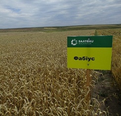 купить Озимая пшеница ФАБИУС, Saatbau, 1 Репродукция