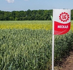 купить Озимая пшеница МЕСКАЛЬ, Лимагрейн, Элита