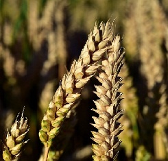 купить Озимая пшеница БАЛАТОН, Австрия, 1 Репродукция