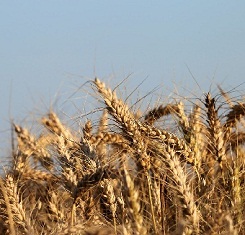 купить Озимая пшеница РОЛАНД, Австрия, 1 Репродукция