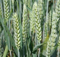 купить Озимая пшеница МИДАС, Австрия, 1 Репродукция