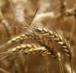 купить Озимая пшеница ГАЛЛИО, Австрия, 1 Репродукция