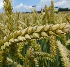 купить озимую пшеницу