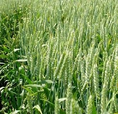 купить Озимая пшеница КУБУС, Австрия, 1 Репродукция