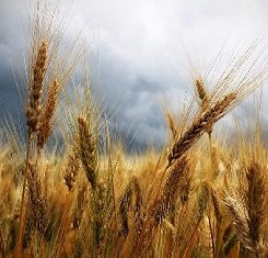 купити Озима пшениця, Краснодарська селекція, МАРКИЗ, 1 Репродукція