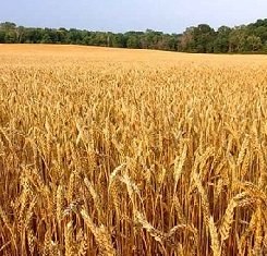 озимая пшеница краснодарская селекция