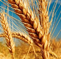 купить Озимая пшеница, Краснодарская Селекция, БЕЗОСТАЯ 100, 1 Репродукция