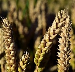 купить Озимая пшеница, Краснодарская Селекция, ЮБИЛЕЙНАЯ 100, 1 Репродукция