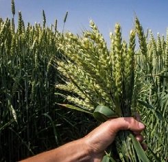 Озимая пшеница, Краснодарская Селекция, АНТОНИНА, 1 Репродукция