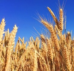 купити Озима пшениця, Краснодарська селекція, СВАРОГ, 1 Репродукція