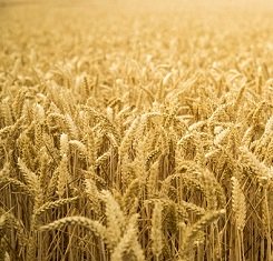 купити Озима пшениця, Краснодарська селекція, ЗЕРНОГРАДКА 11, 1 Репродукція