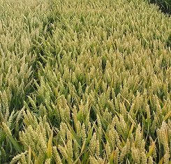 купить Озимая пшеница, Краснодарская Селекция, ГРАФ, 1 Репродукция