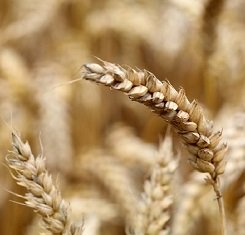 купити Озима пшениця, Краснодарська селекція, ЮКА, 1 Репродукція