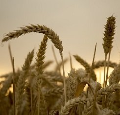 Озимая пшеница, Краснодарская Селекция, ДУПЛЕТ, Элита