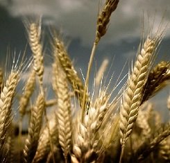 купити Озима пшениця, Краснодарська селекція, АСКЕТ, 1 Репродукція