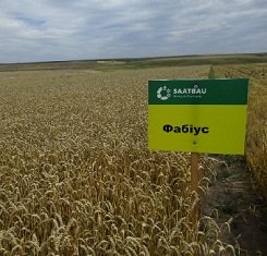 купити Озима пшениця ФАБІУС, Saatbau, 1 Репродукція