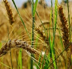 купить Озимая пшеница ДОМИНИКУС, Saatbau, 1 Репродукция