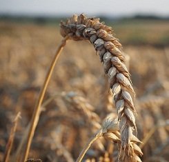 купити Озима пшениця ТУРАНУС, Saatbau, 1 Репродукція