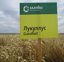 купить Озимая пшеница ЛУКУЛЛУС, Saatbau, 1 Репродукция