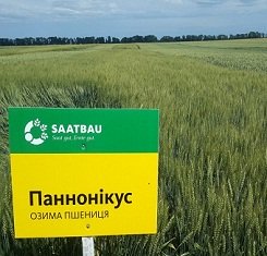 купить Озимая пшеница ПАННОНИКУС, Saatbau, 1 Репродукция
