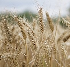 купити Озима пшениця ЛУПІДУР, Saatbau, 1 Репродукція