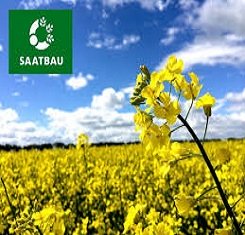 Семена рапса, Заатбау, Рекорди (Saatbau, Recordie)