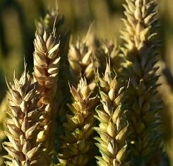 купити Озима пшениця АМАНДУС, Saatbau, 1 Репродукція