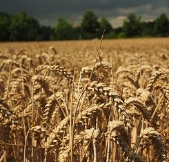 Озимая пшеница СКАГЕН, Saaten Union, 1 Репродукция