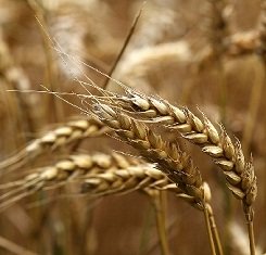 купить Озимая пшеница ГАЛЛИО, Австрия, 1 Репродукция