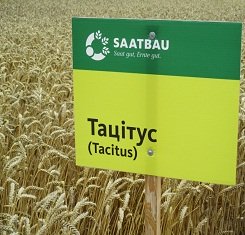 купить Озимая пшеница ТАЦИТУС, Saatbau, 1 Репродукция
