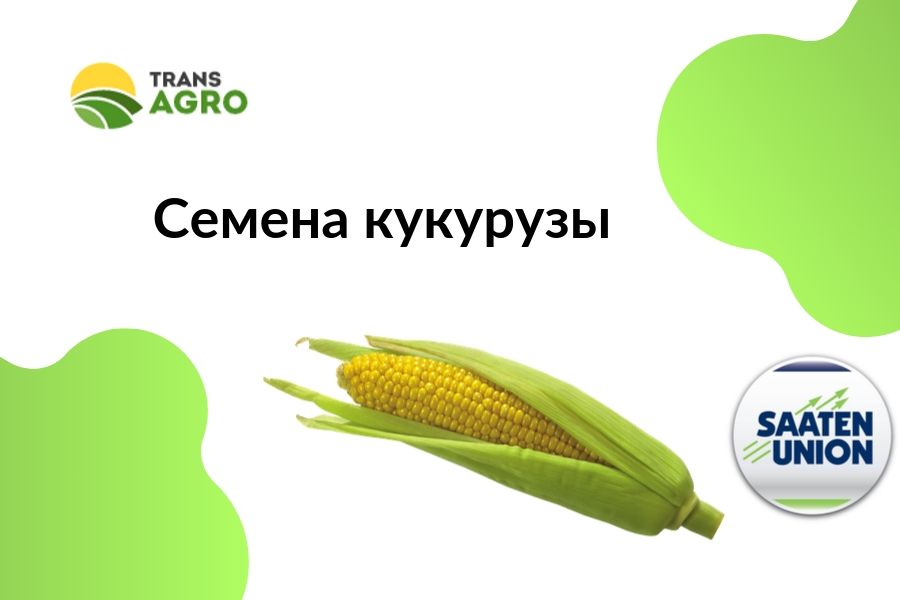 купить семена кукурузы SAATEN-UNION