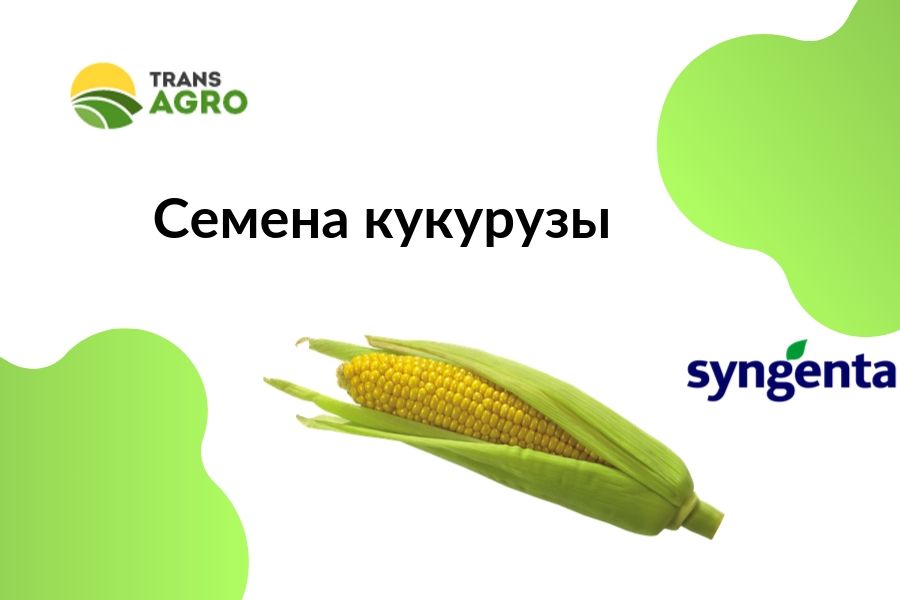 купить семена кукурузы Syngenta (Сингента)